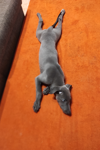 Cserihegyi Hasskona Jarvis - angol agár | The little blue seal.