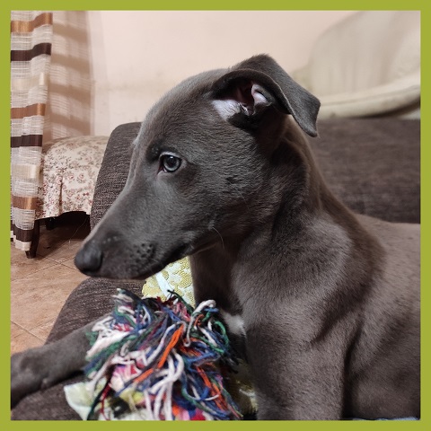 Cserihegyi Hasskona Jarvis - angol agár | The 10 week old serious big boy.