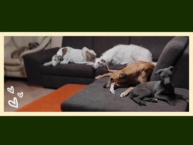 Daisy - borzoi | Looks like this the rest time with us. From left to right: Sára, Álom, Daisy, Mosoly, Jarvis