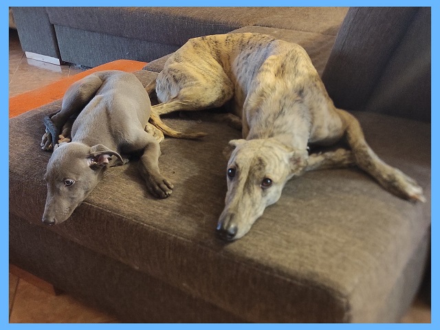 Cserihegyi Hasskona Jarvis - angol agár | Synchronous rest.