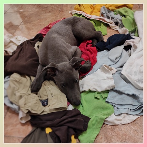 Cserihegyi Hasskona Jarvis - angol agár | A devil-baby disguised as an little angel. We managed to capture (out of the 24 hours of the day) the 3 seconds when he was resting. And the joke is that it's not a joke.