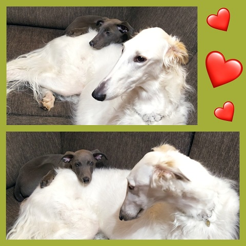 Daisy - borzoi | The best *aunt*.