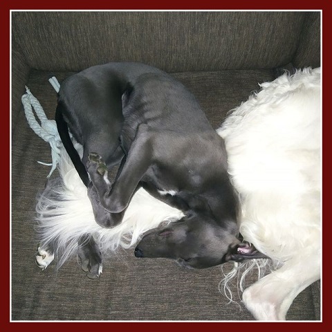 Daisy - borzoi | Jarvis fell asleep hugging Daisy's tail. Of course, Daisy, as Jarvis' best friend, puts up with everything.