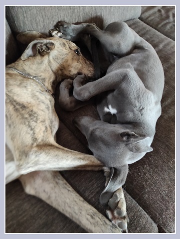 Cserihegyi Hasskona Jarvis - angol agár | Sara as a *little pillow*. Jarvis didn't bother himself, he always rest as he is comfortable.