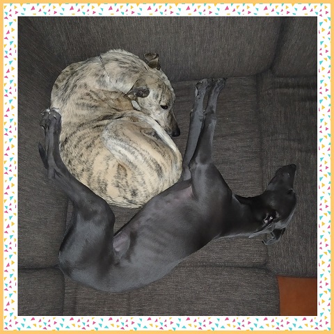 Cserihegyi Hasskona Jarvis - angol agár | They rest.