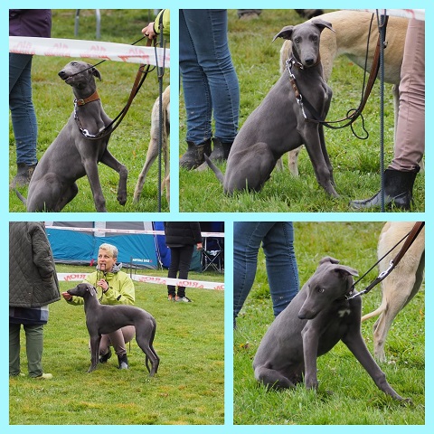 Cserihegyi Hasskona Jarvis - angol agár | Hunting dog exhibition. The first exhibition day, with special difficulties such as double exhibition, cold wind and rain....But Jarvis brings his usual form. He's a devil-baby  and  and racks his brains about different guiles. And in the next moment, he is waiting and patient like a little angel.