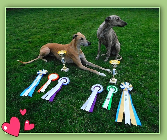 Lucky Penny Aranyifjú - magyar agár | Oberwart Dog Show result: We brought what was important. Sára and Mosoly are more interested in everything else than this *gentleman's mischief*. They don't care that I'm terribly proud of them. In summary: 2 CAC + 2 CACIB + BOS + BOB