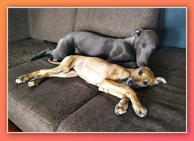 Cserihegyi Hasskona Jarvis - angol agár | Hand kiss, foot kiss, ear kiss... My cheerful, ever-moving, bulldozer boy when he plays gentleman and loves. And Hajnal takes pampering well.