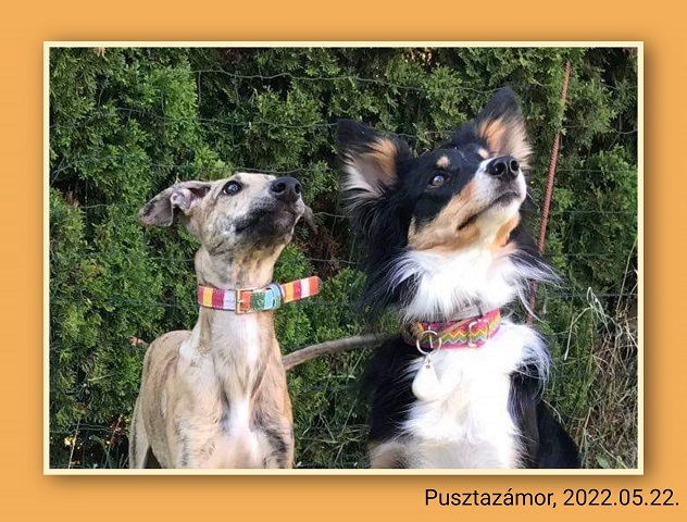 Olajos-réti Győzős Gara - Hajnal and Pipike - They made friends, played, and are waiting for a reward-snack. Olajos-réti Győzős Gara - magyar agár | Hajnal and Pipike - They made friends, played, and are waiting for a reward-snack.