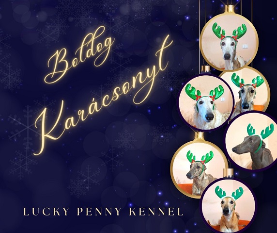 Daisy - borzoi | Merry Christmas for everyone!