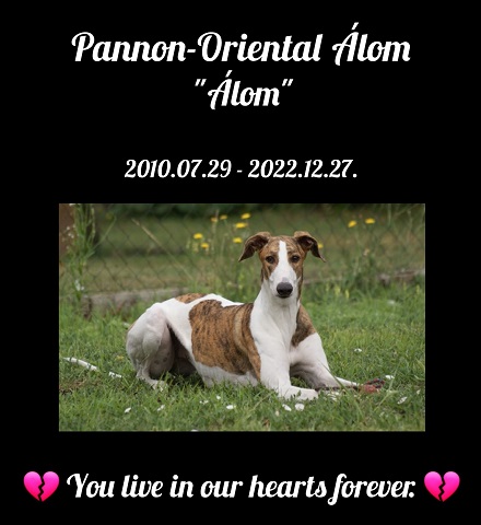 Pannon-Oriental Álom - 💔💔💔 Pannon-Oriental Álom - magyar agar | 💔💔💔