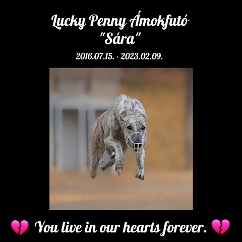 Lucky Penny Ámokfutó - magyar agar | 💔💔💔