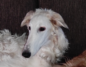 Daisy - borzoi