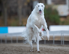 Daisy - borzoi
