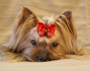 Elli - yorkshire terrier