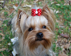Gubanc - yorkshire terrier
