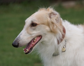 Jesse - borzoi