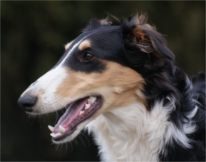 Shiny - borzoi